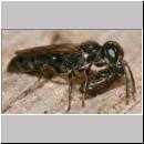 Psenulus sp - Grabwespe 05b 8-9mm mit Blattlaus.jpg